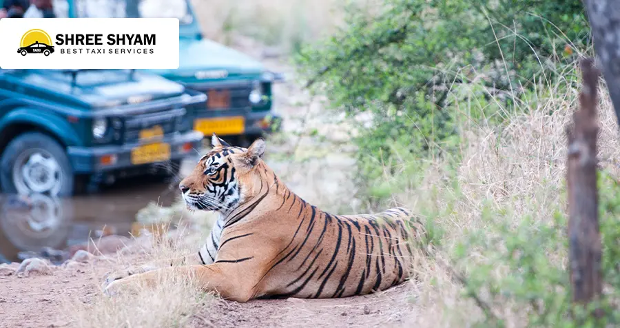 Ranthambhore Wildlife Safari Tours